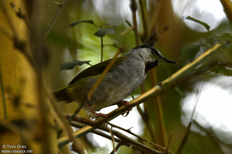 Grey-capped Warbler