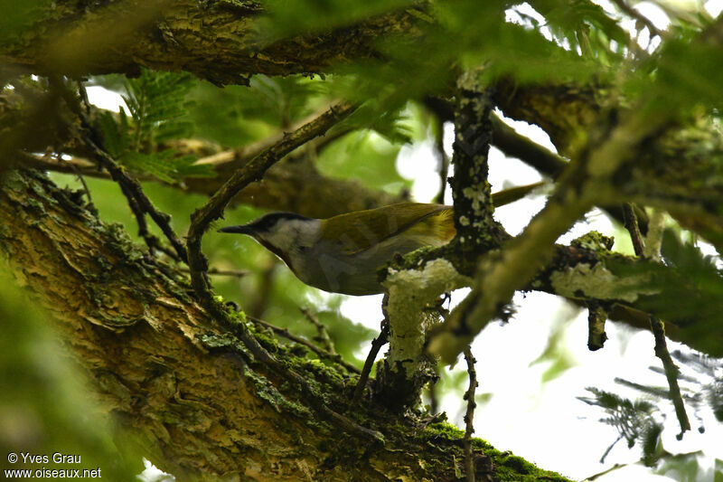 Grey-capped Warbler