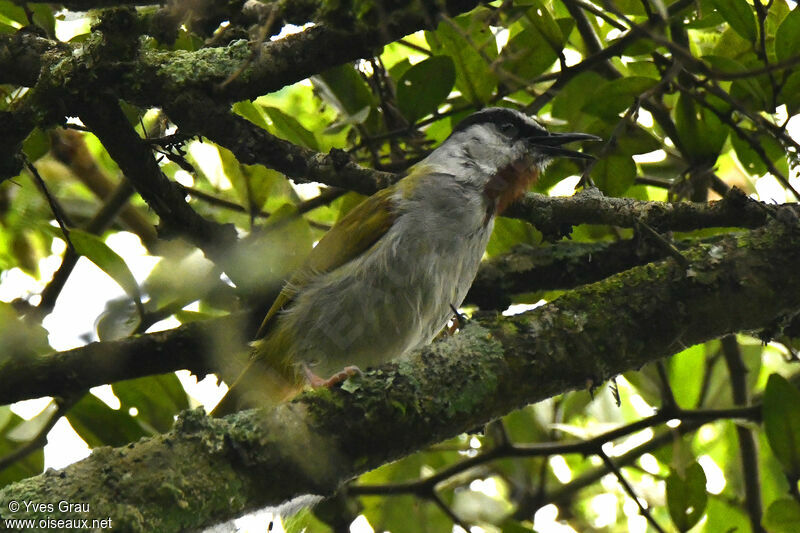 Grey-capped Warbler