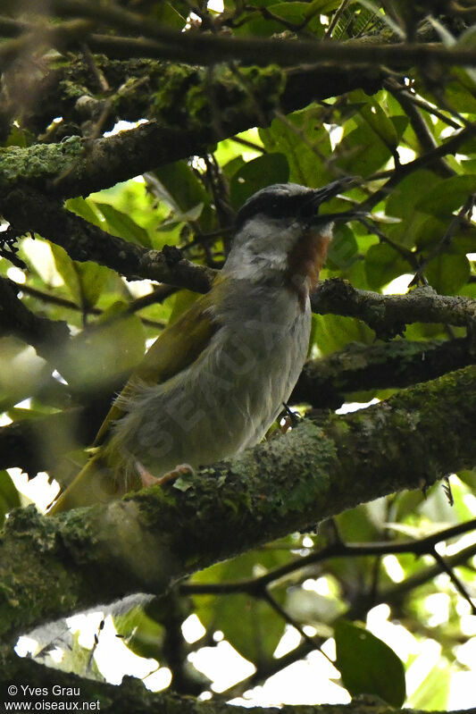 Grey-capped Warbler