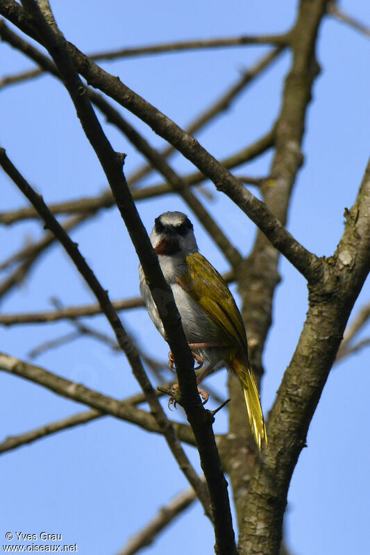 Grey-capped Warbler