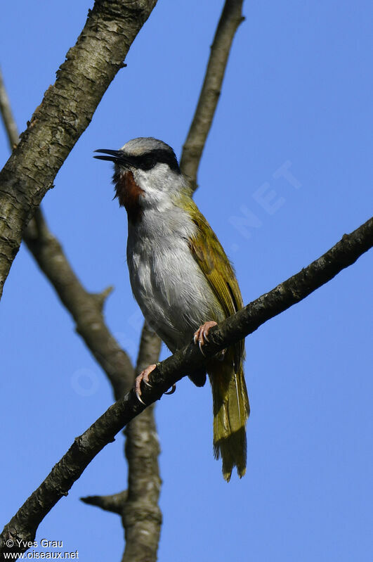 Grey-capped Warbler