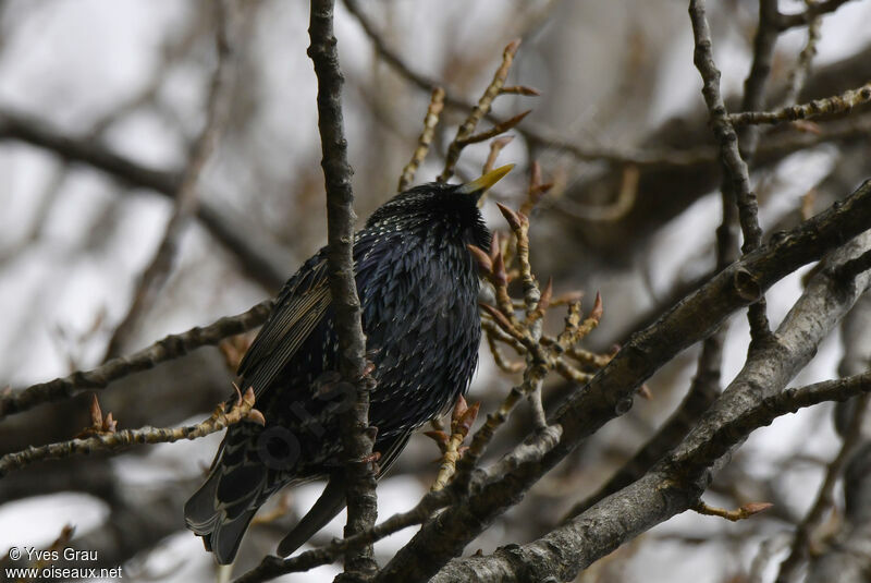 Common Starling