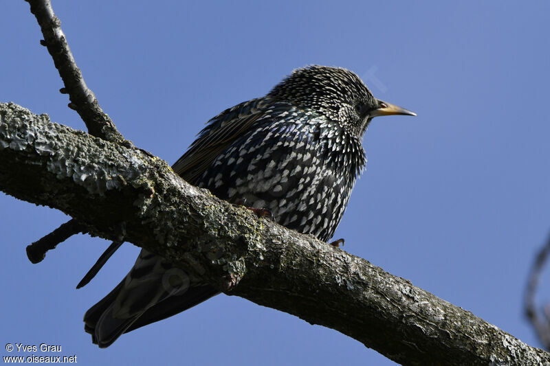 Common Starling