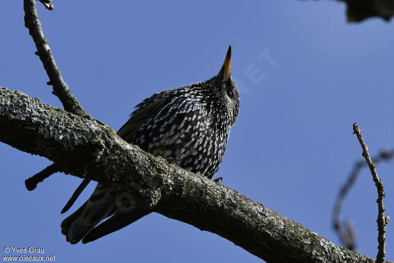 Common Starling