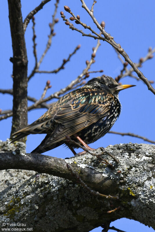 Common Starling