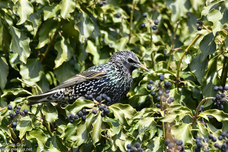 Common Starling