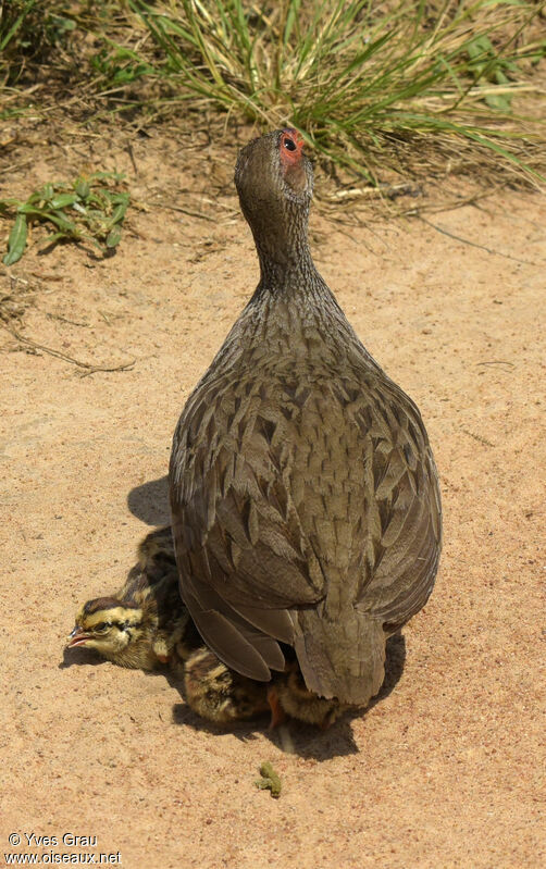 Francolin à gorge rouge femelle