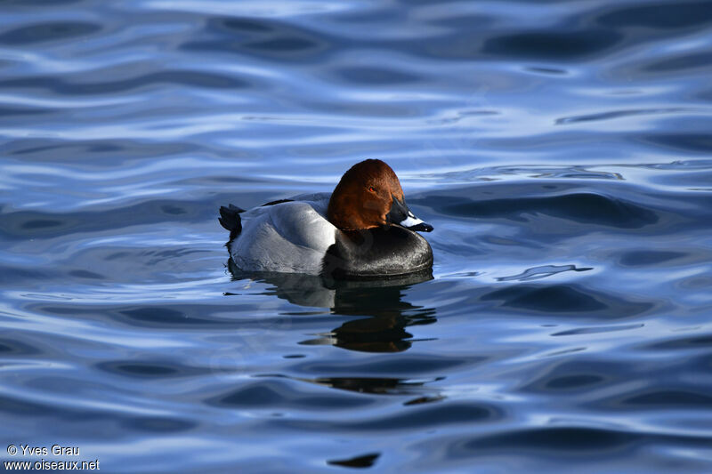 Common Pochard