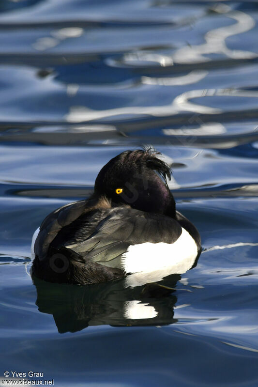 Tufted Duck