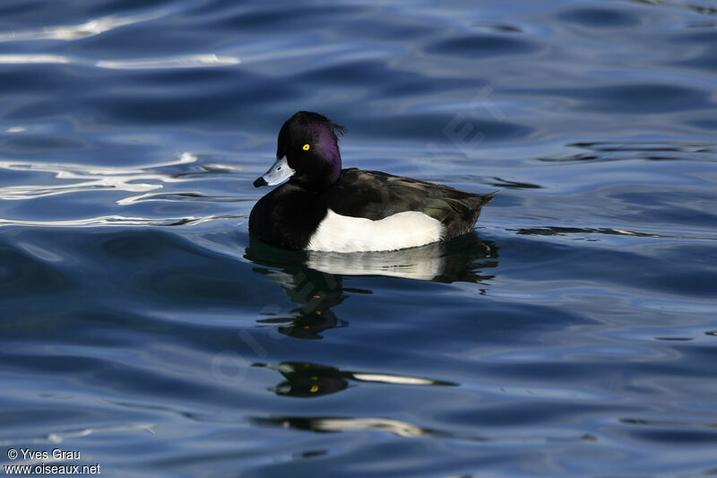 Tufted Duck