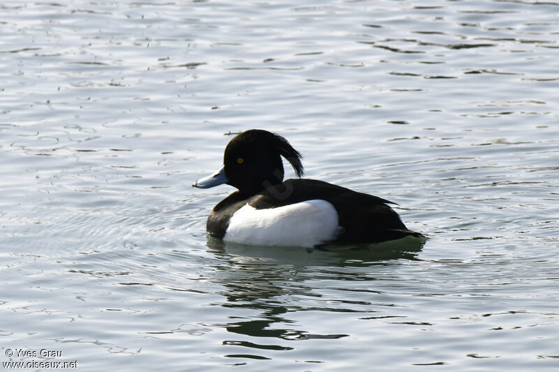 Tufted Duck