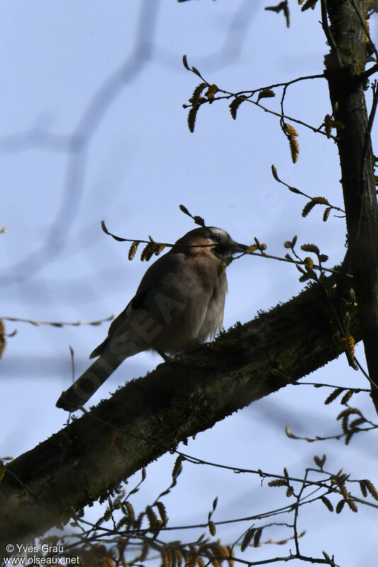 Eurasian Jay