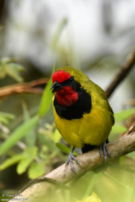 Doherty's Bushshrike