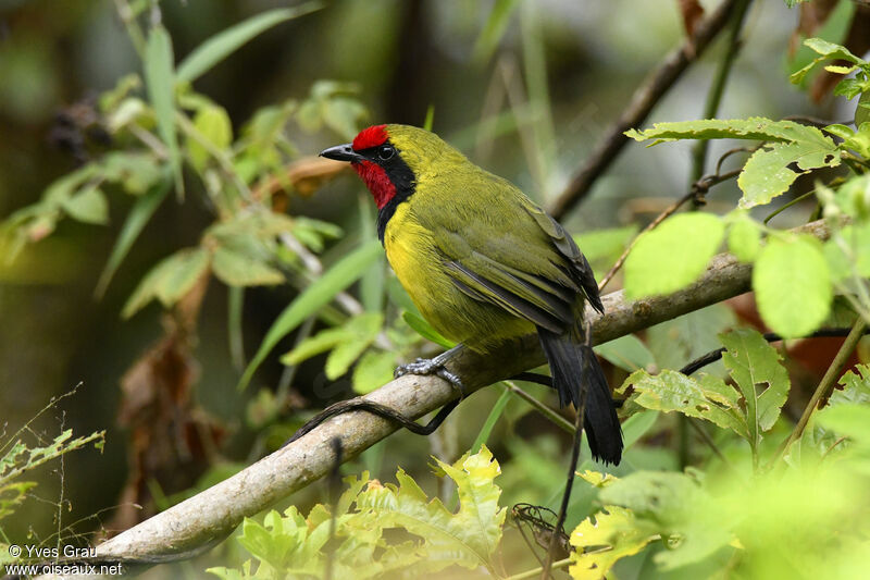 Doherty's Bushshrike