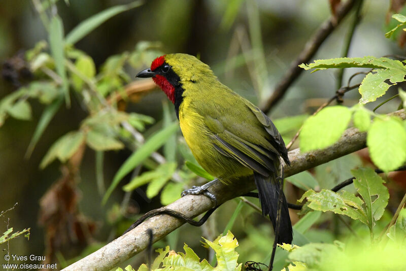 Doherty's Bushshrike