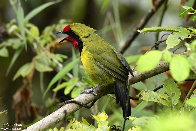 Doherty's Bushshrike