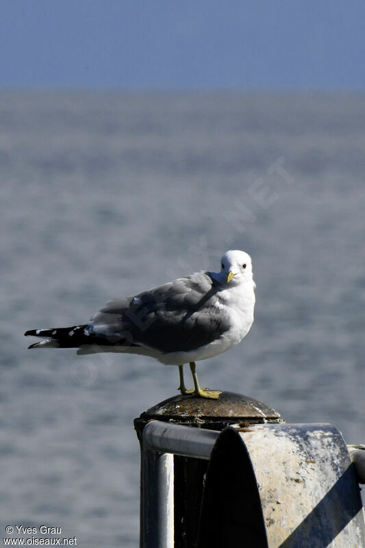 Common Gull