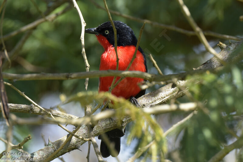 Black-headed Gonolek