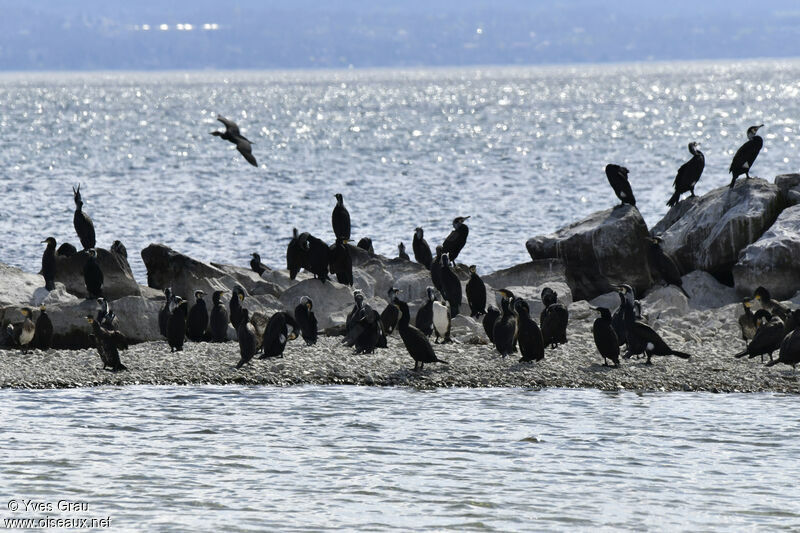 Great Cormorant