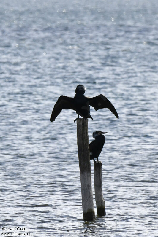 Great Cormorant