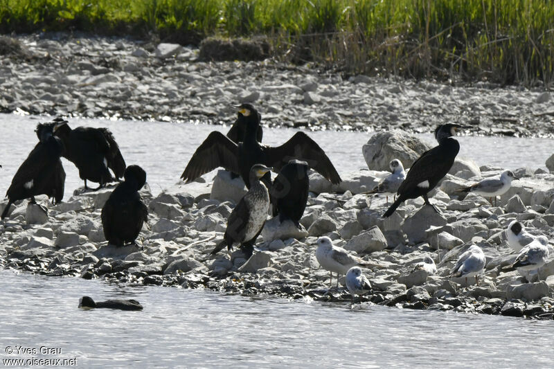 Great Cormorant