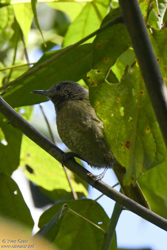 Grauer's Warbler