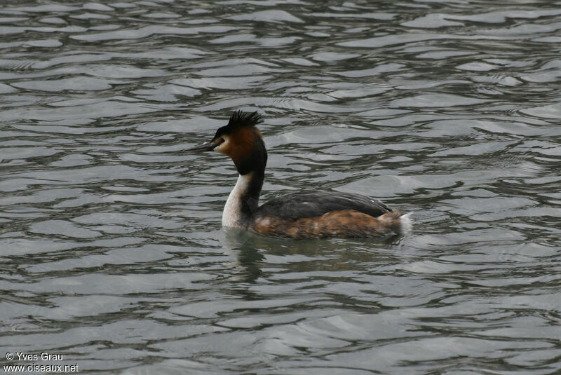 Great Crested Grebe