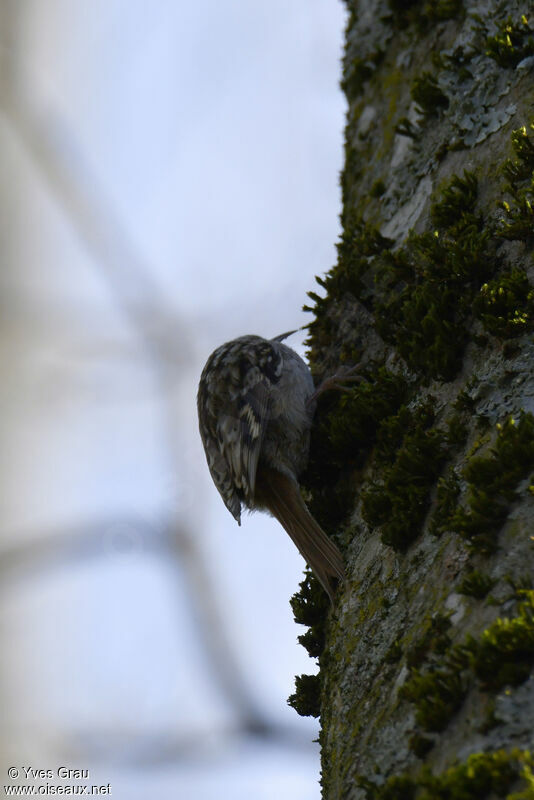 Short-toed Treecreeper