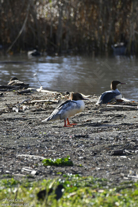 Common Merganser