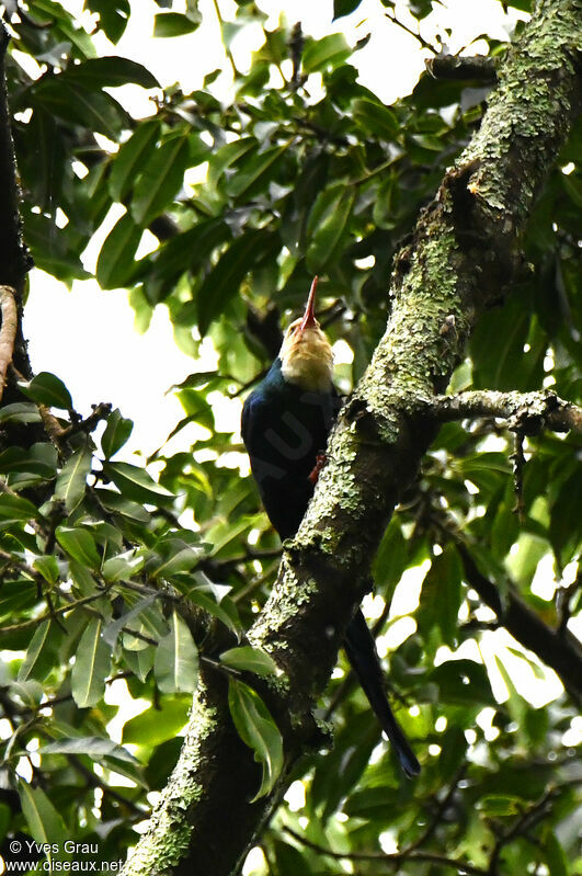 White-headed Wood Hoopoe