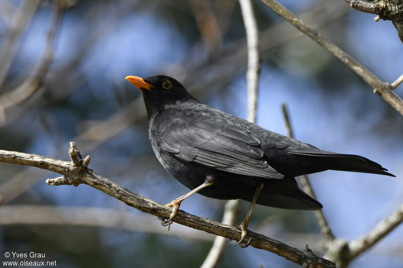 Common Blackbird