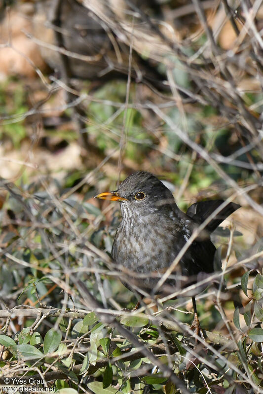 Common Blackbird