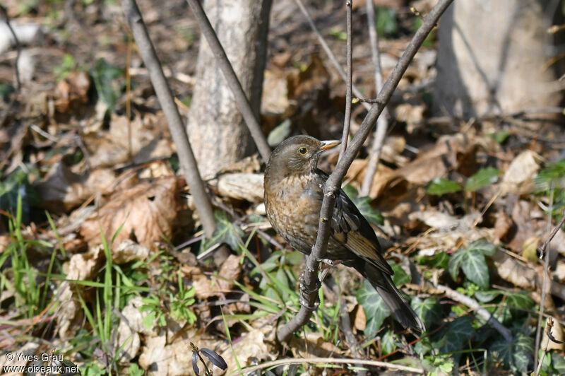 Common Blackbird