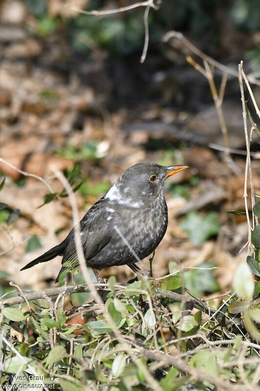 Common Blackbird