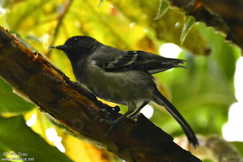 Mésange à ventre strié