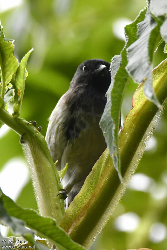 Mésange à ventre strié