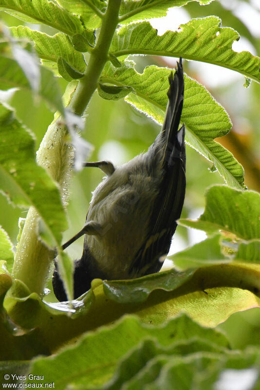 Mésange à ventre strié