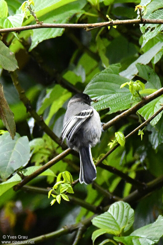 Mésange à ventre strié