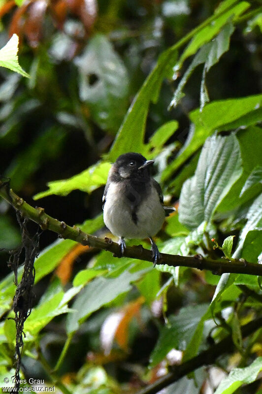 Mésange à ventre strié