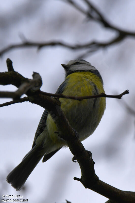 Eurasian Blue Tit