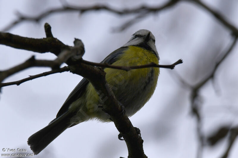 Mésange bleue