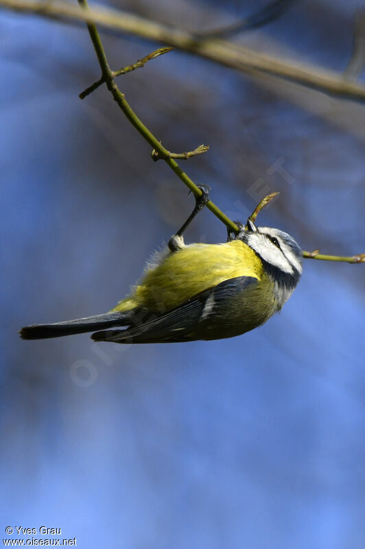 Mésange bleue