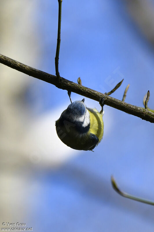 Mésange bleue