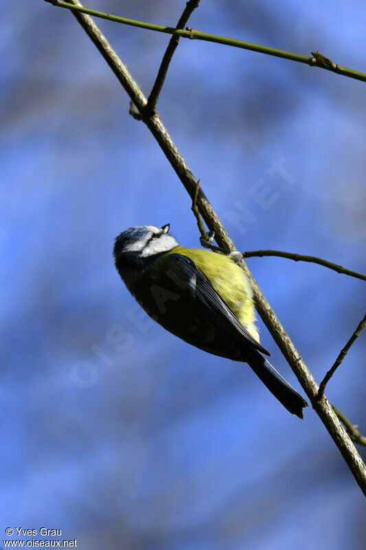 Eurasian Blue Tit