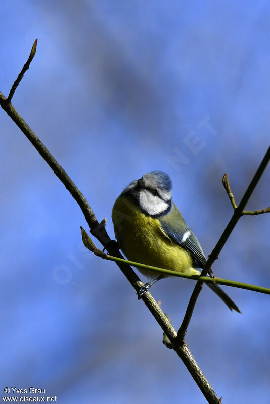 Mésange bleue