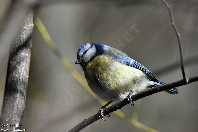 Mésange bleue