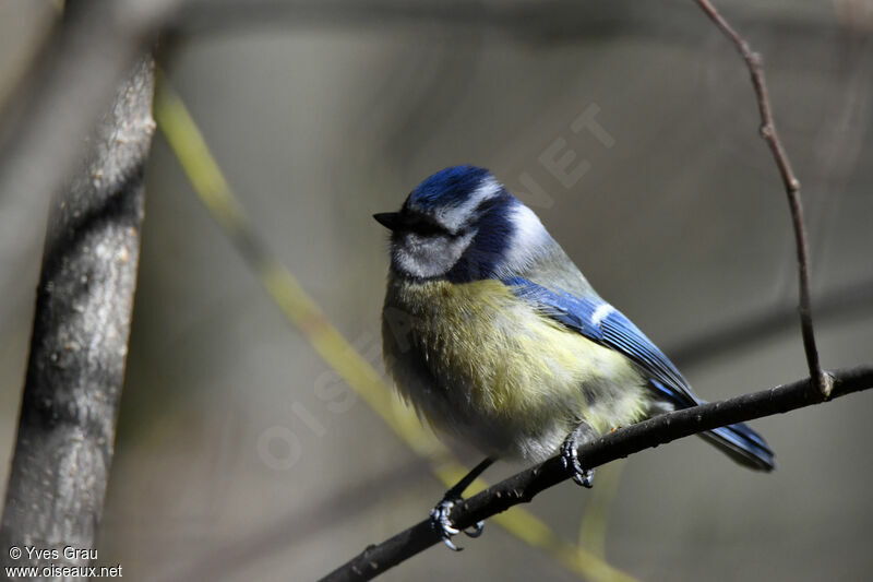 Eurasian Blue Tit