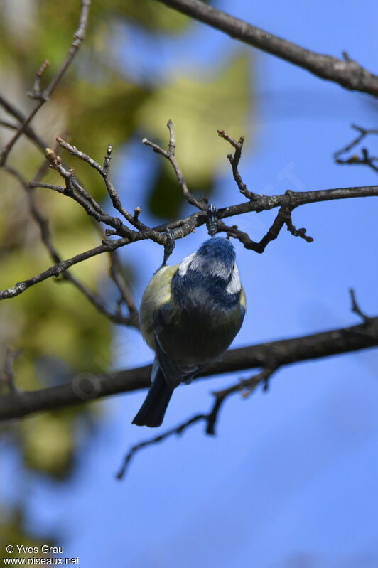 Mésange bleue