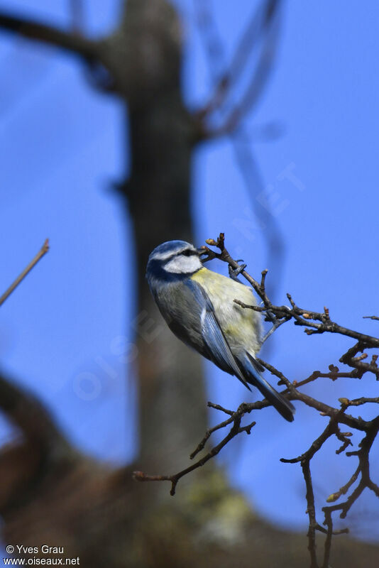 Mésange bleue